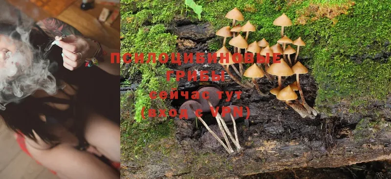 Галлюциногенные грибы Psilocybine cubensis  Осташков 